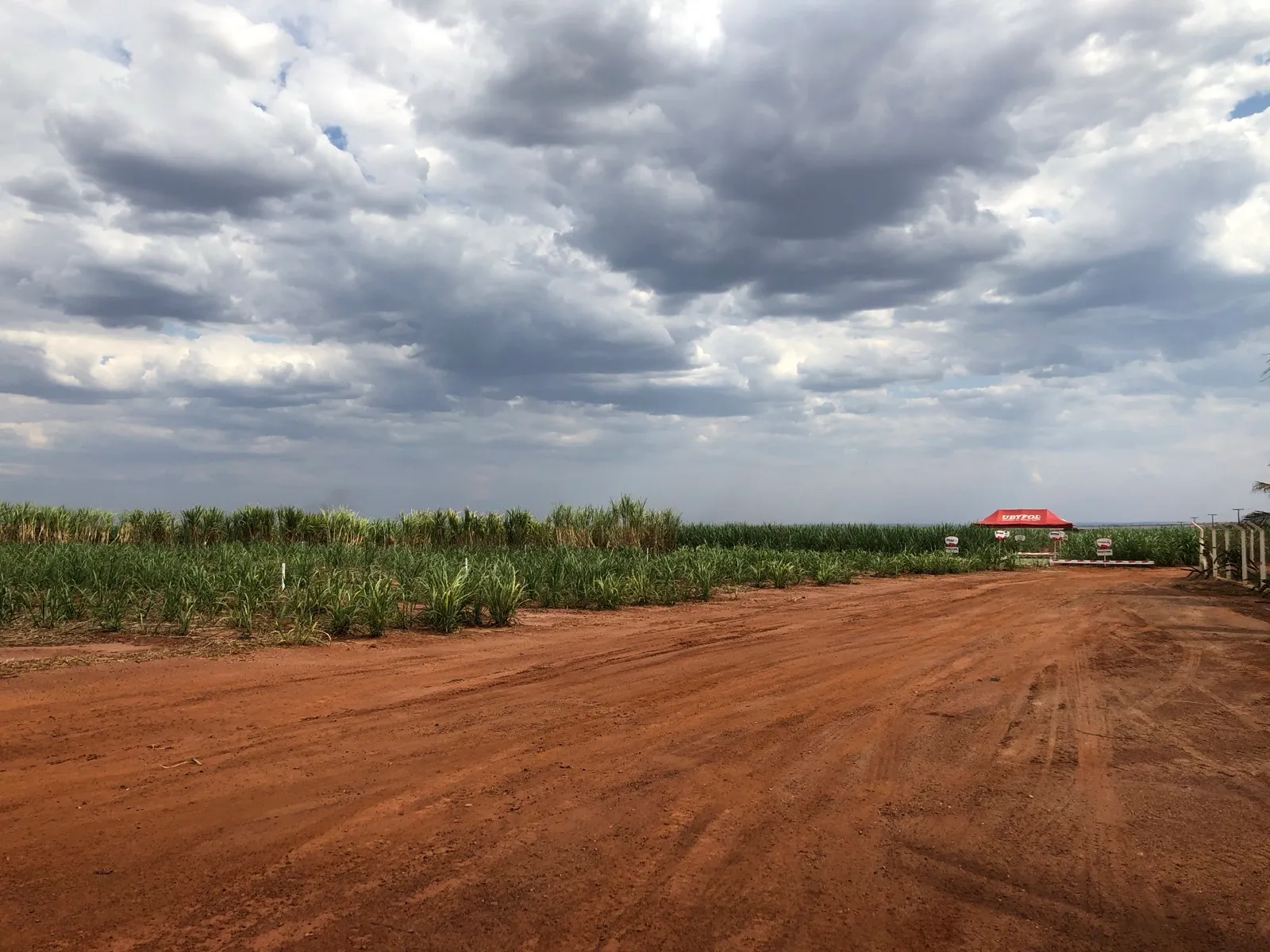 Plantação de cana-de-açúcar ao lado de estrada de terra sob céu nublado